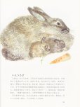 画像2: ロシア絵本・E・チャルーシン/文N・チャルーシン/画「はじめてのどうぶつえほん」（日本語） (2)
