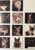 画像2: 2016年　ロシア猫カレンダー (2)
