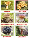 画像2: ロシア・森のきのこカード20種類 (2)