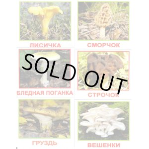 画像: ロシア・森のきのこカード20種類