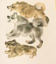 画像2: ロシア絵本・チャルーシン画「動物の仲間たち」