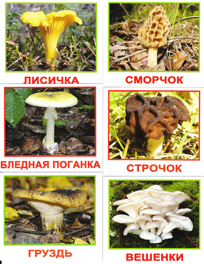 ロシア 森のきのこカード種類 ロシアの絵本 Karandash カランダーシ